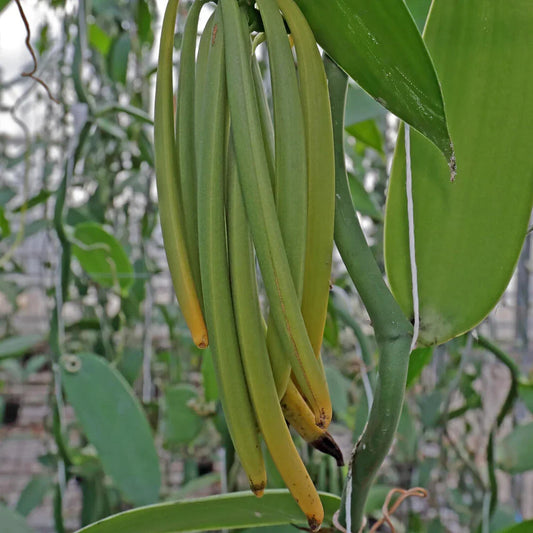 Dutch Vanilla (black)