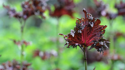 Shiso Purple Vinegar ( 1 x 25 cl)