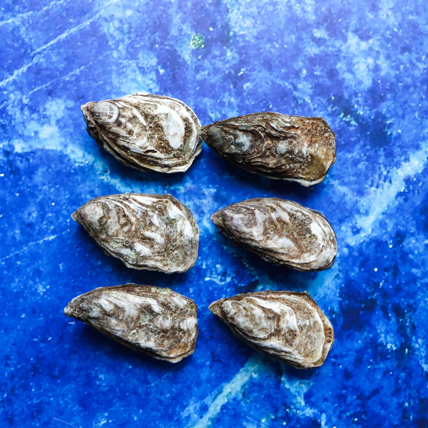 STER - Oysters 