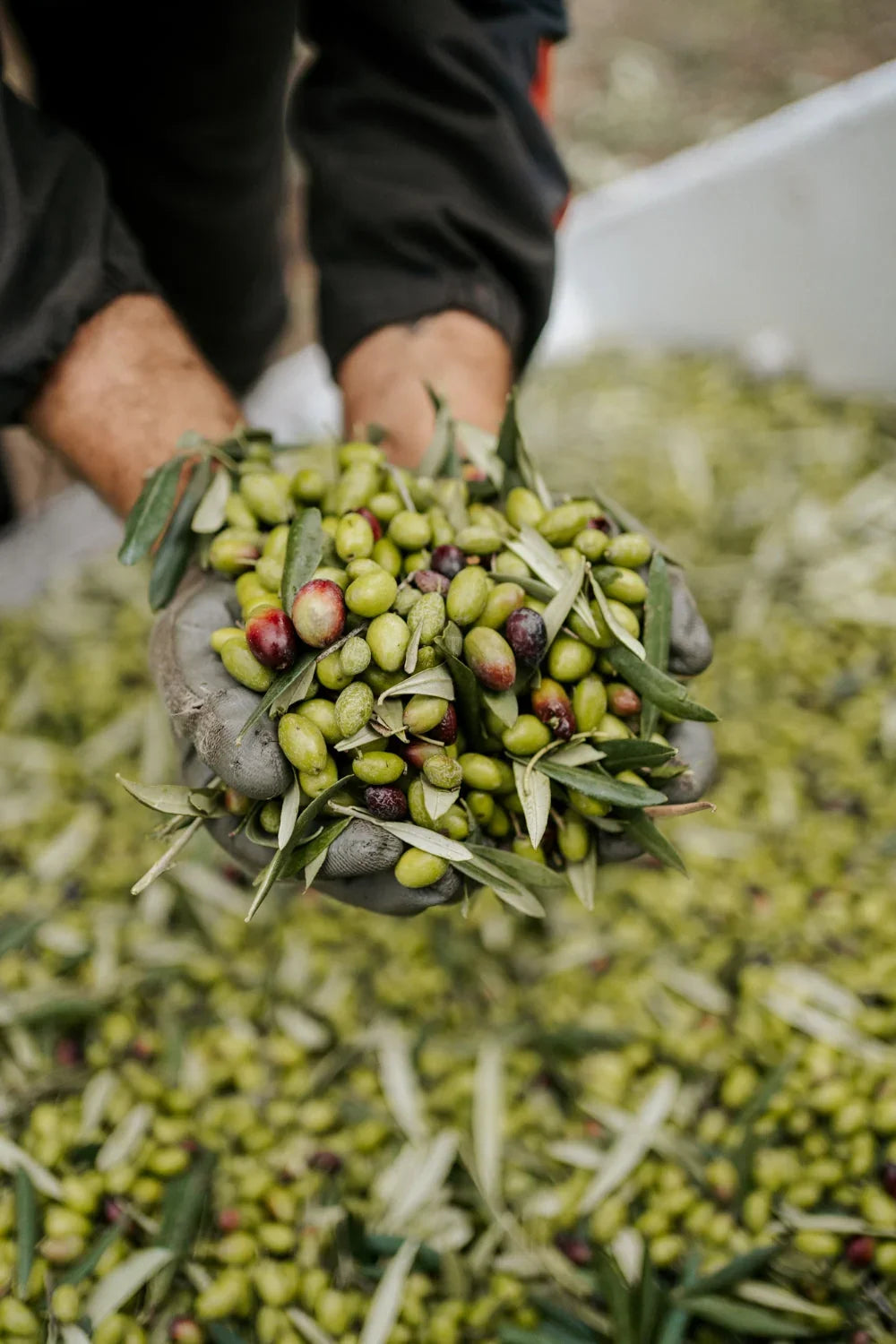 Green olives being picked right after the harvest